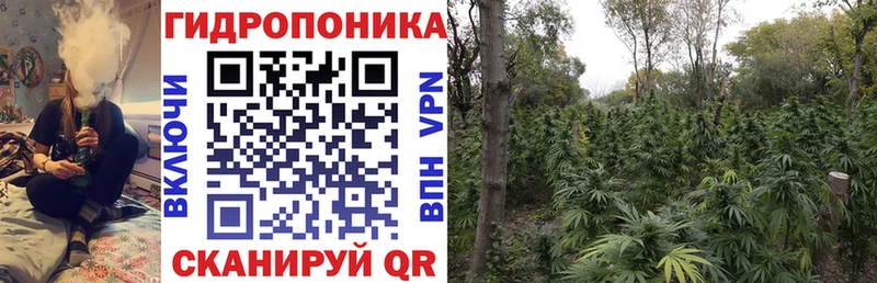 Канабис сатива  где продают наркотики  Хадыженск 
